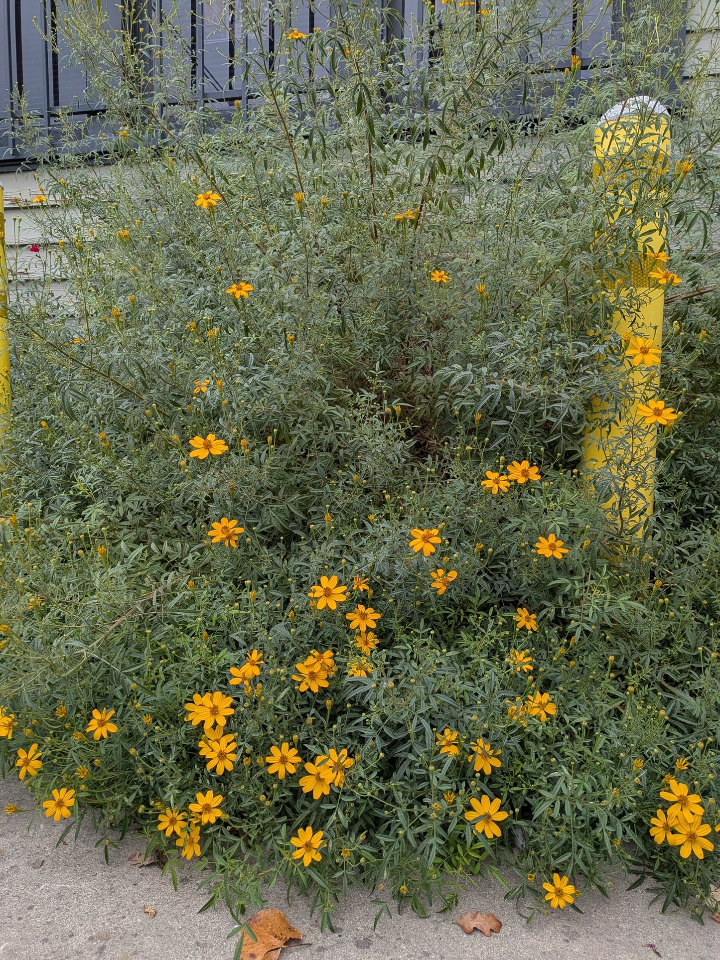 Tagetes lemmonii - Mexican Marigold