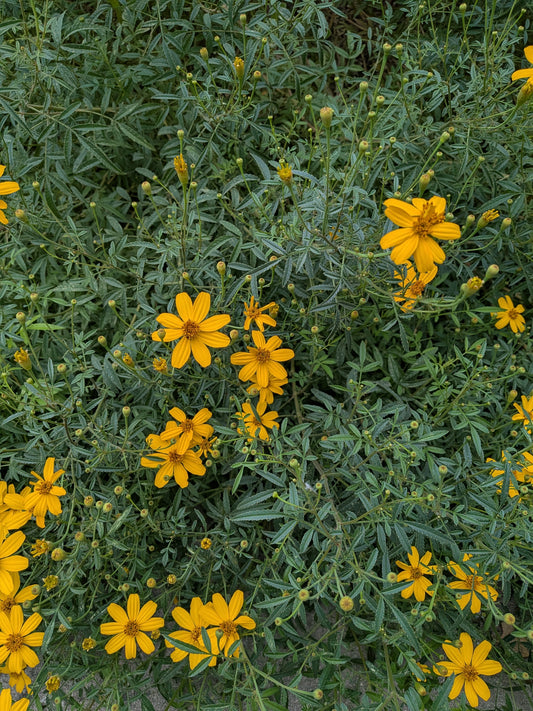Tagetes lemmonii - Mexican Marigold
