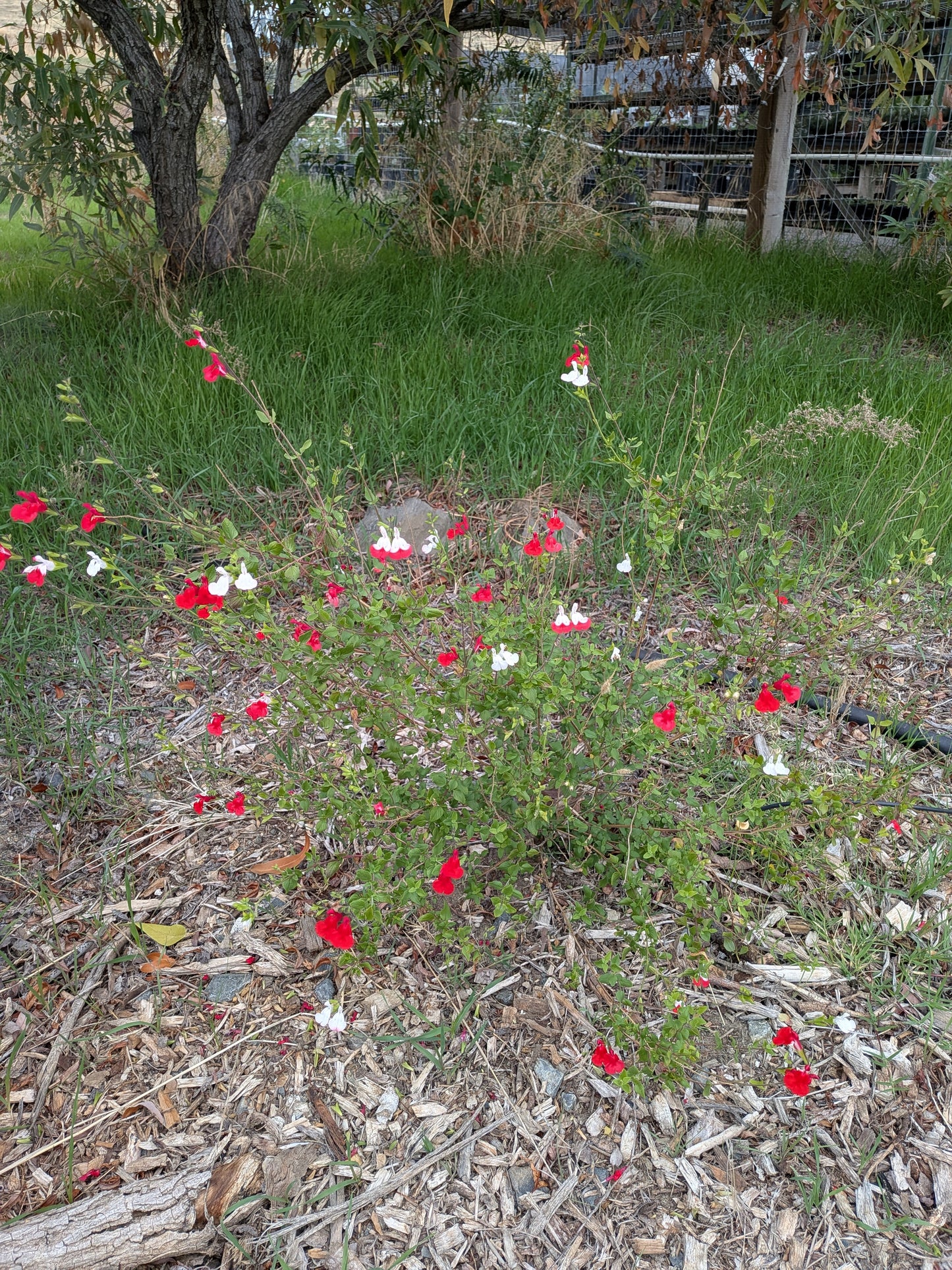 Salvia greggii 'Hot Lips'