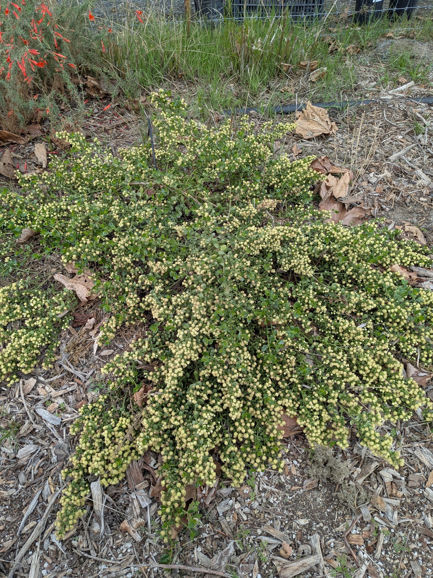 Baccharis pilularis 'Pigeon Point'