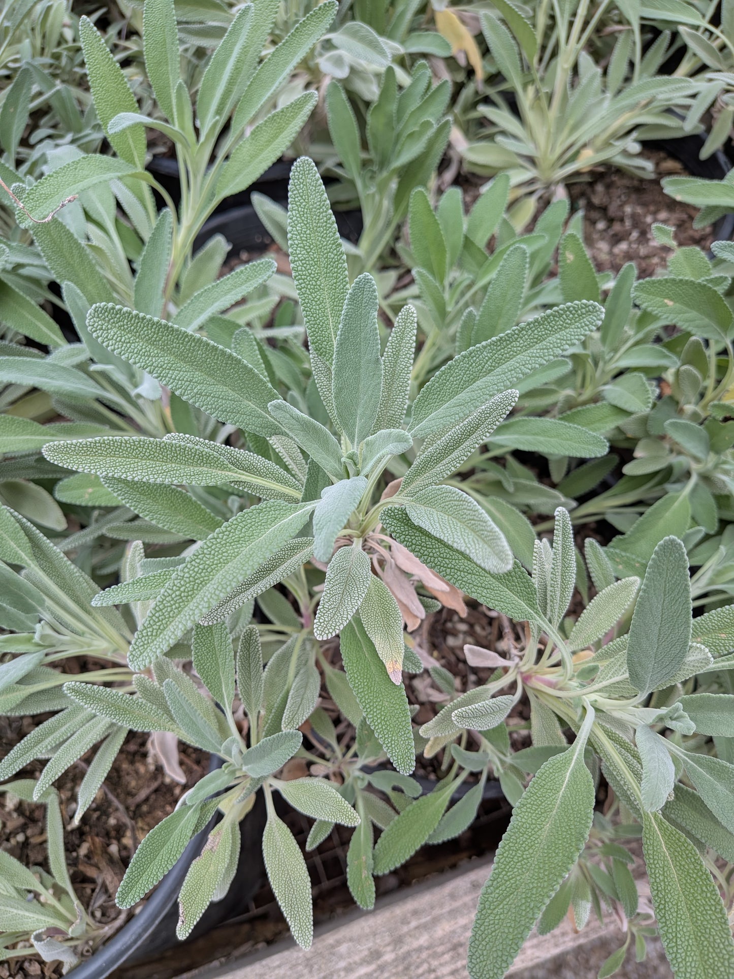Salvia 'Bee's Bliss'