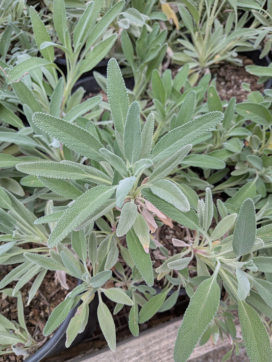 Salvia 'Bee's Bliss'
