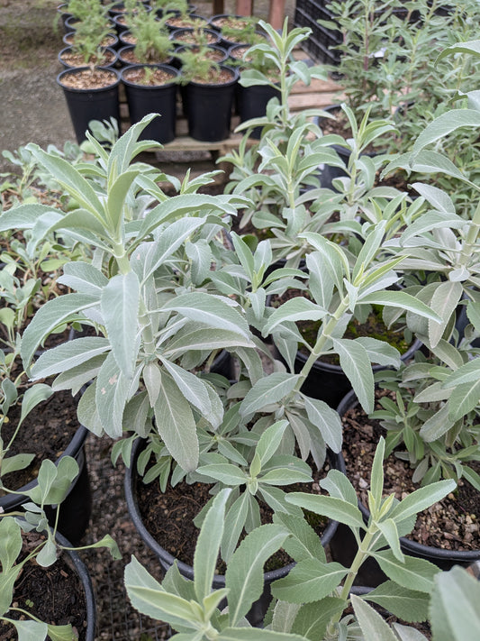 Salvia apiana compacta - Compact White Sage