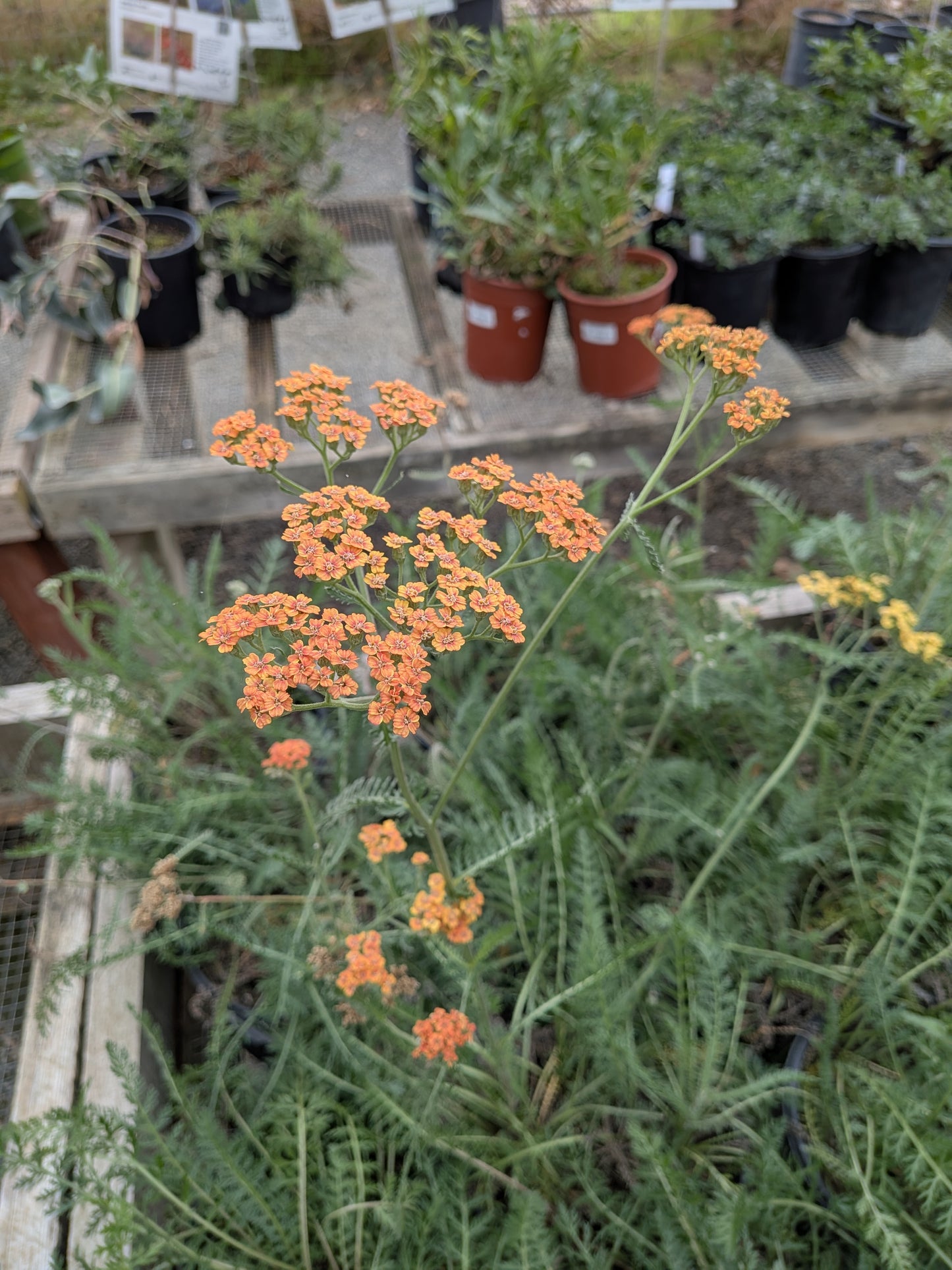 Achillea millefolium 'Terracotta' - Yarrow