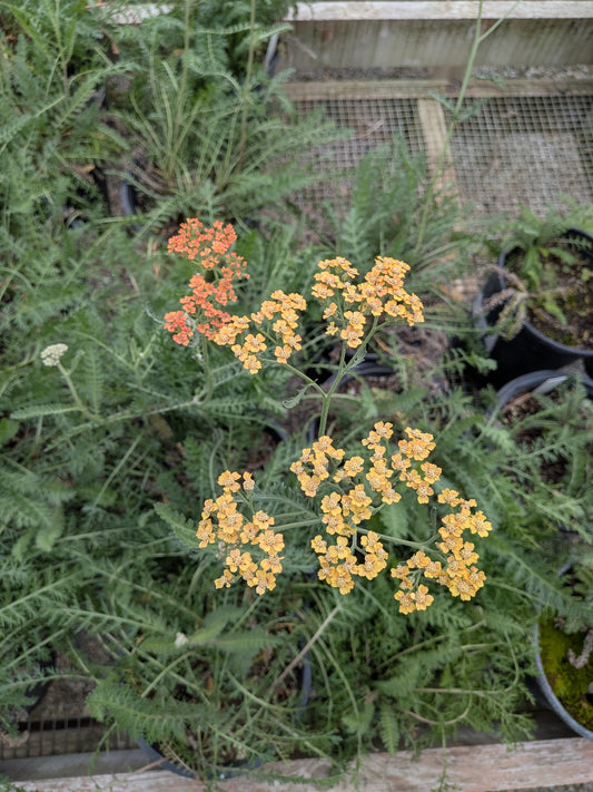 Achillea millefolium 'Terracotta' - Yarrow