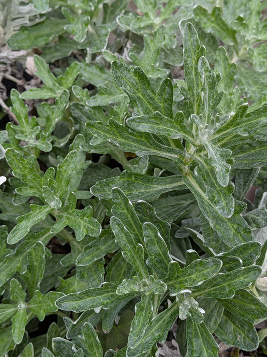 Eriophyllum lanatum 'Siskiyou' - Wooly Sunflower