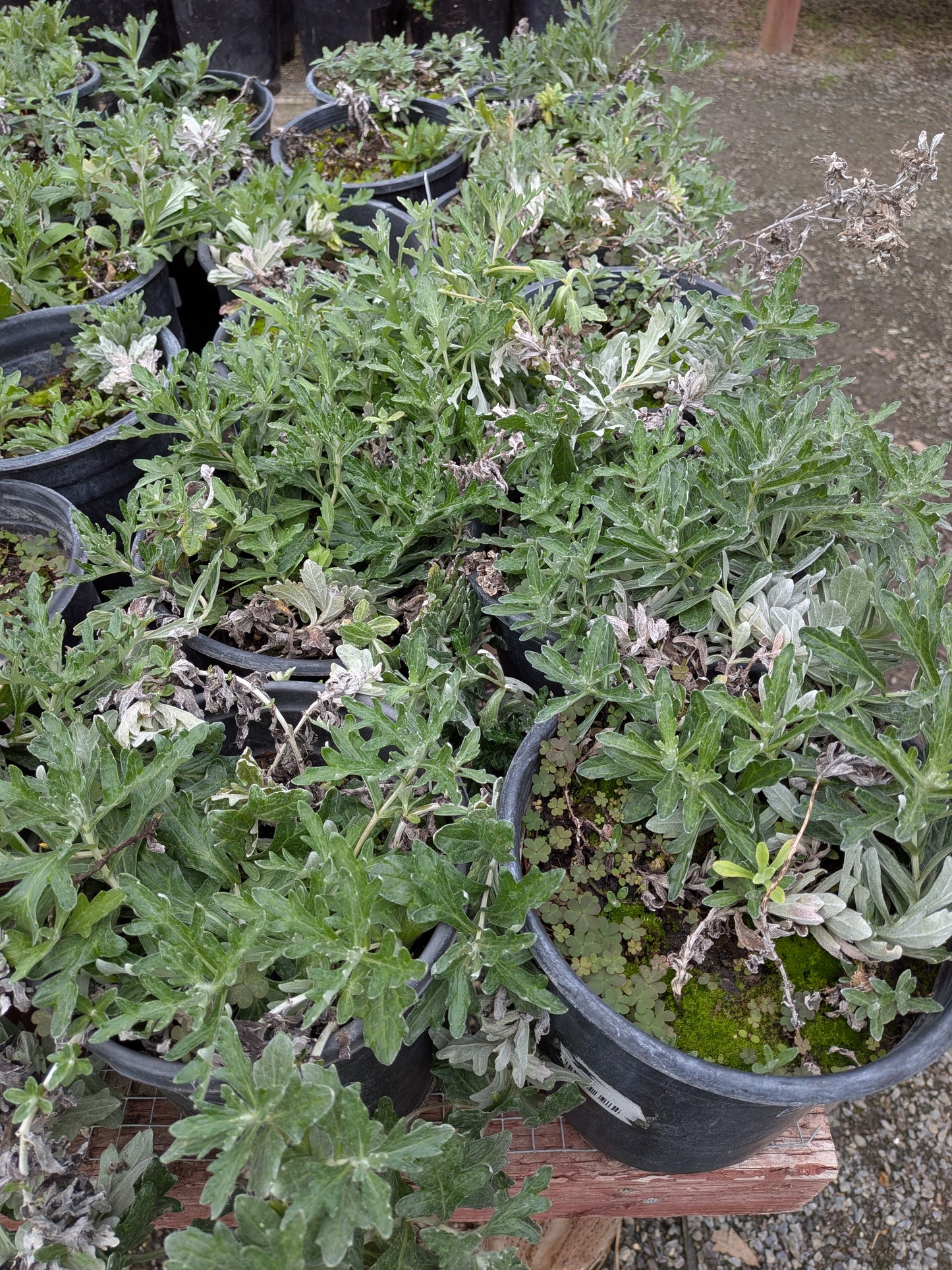 Eriophyllum lanatum 'Siskiyou' - Wooly Sunflower