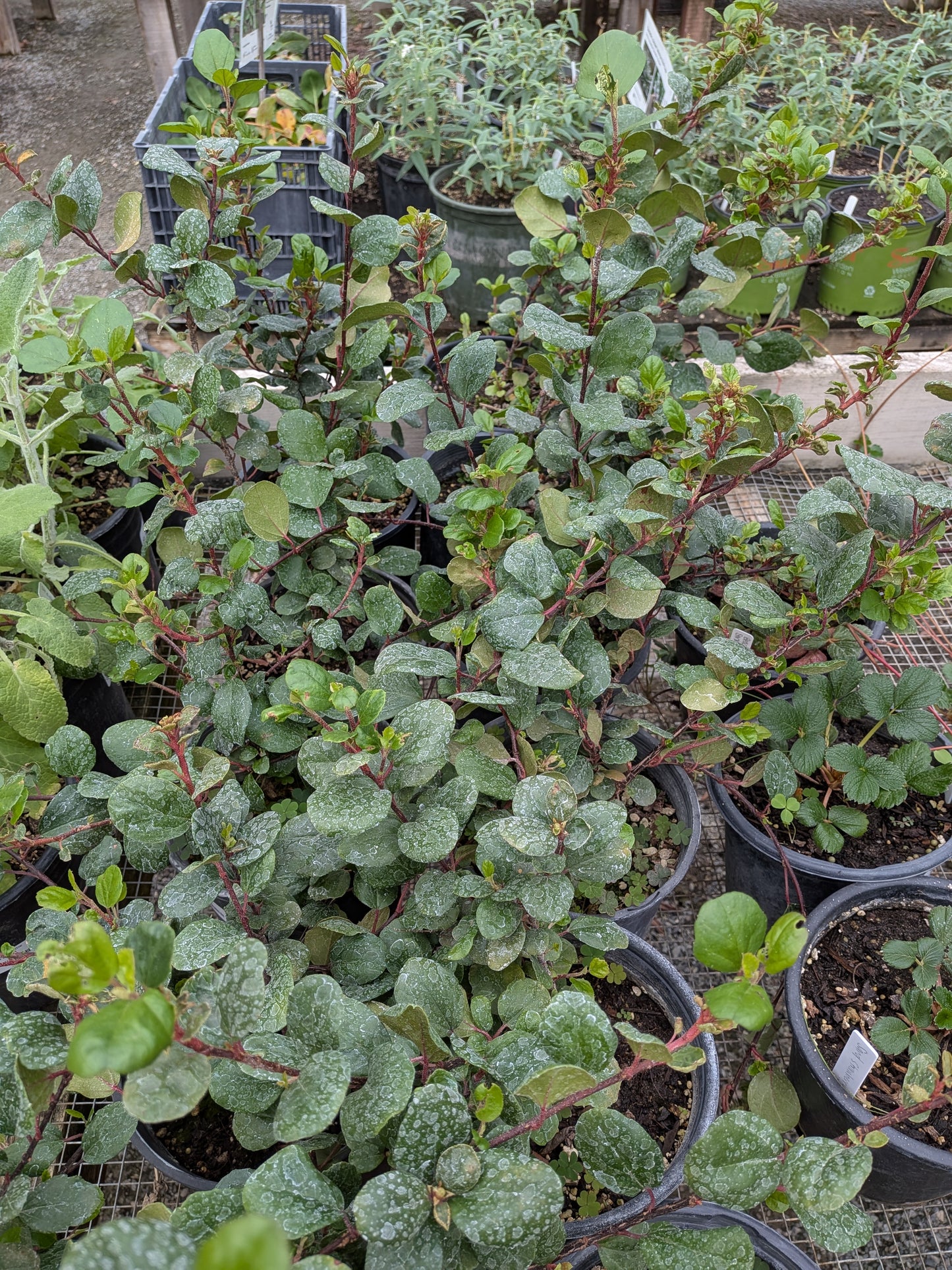 Ribes viburnifolium - Catalina Currant