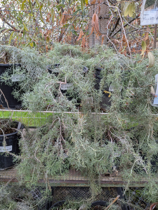 Artemisia californica 'Canyon Gray'
