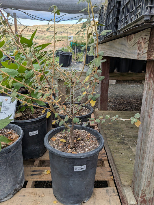 Fremontodendron californicum - Flannel Bush