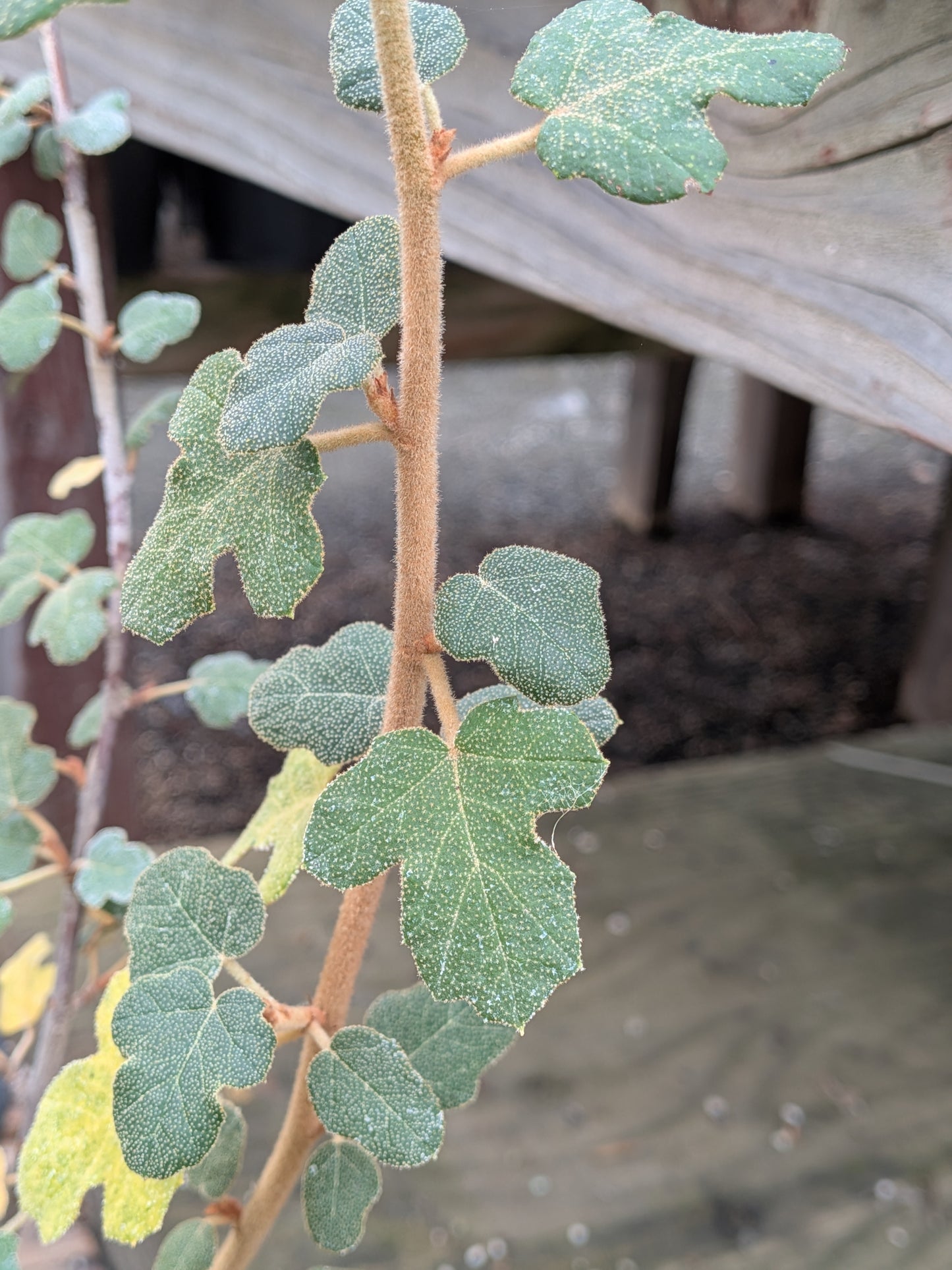 Fremontodendron californicum - Flannel Bush