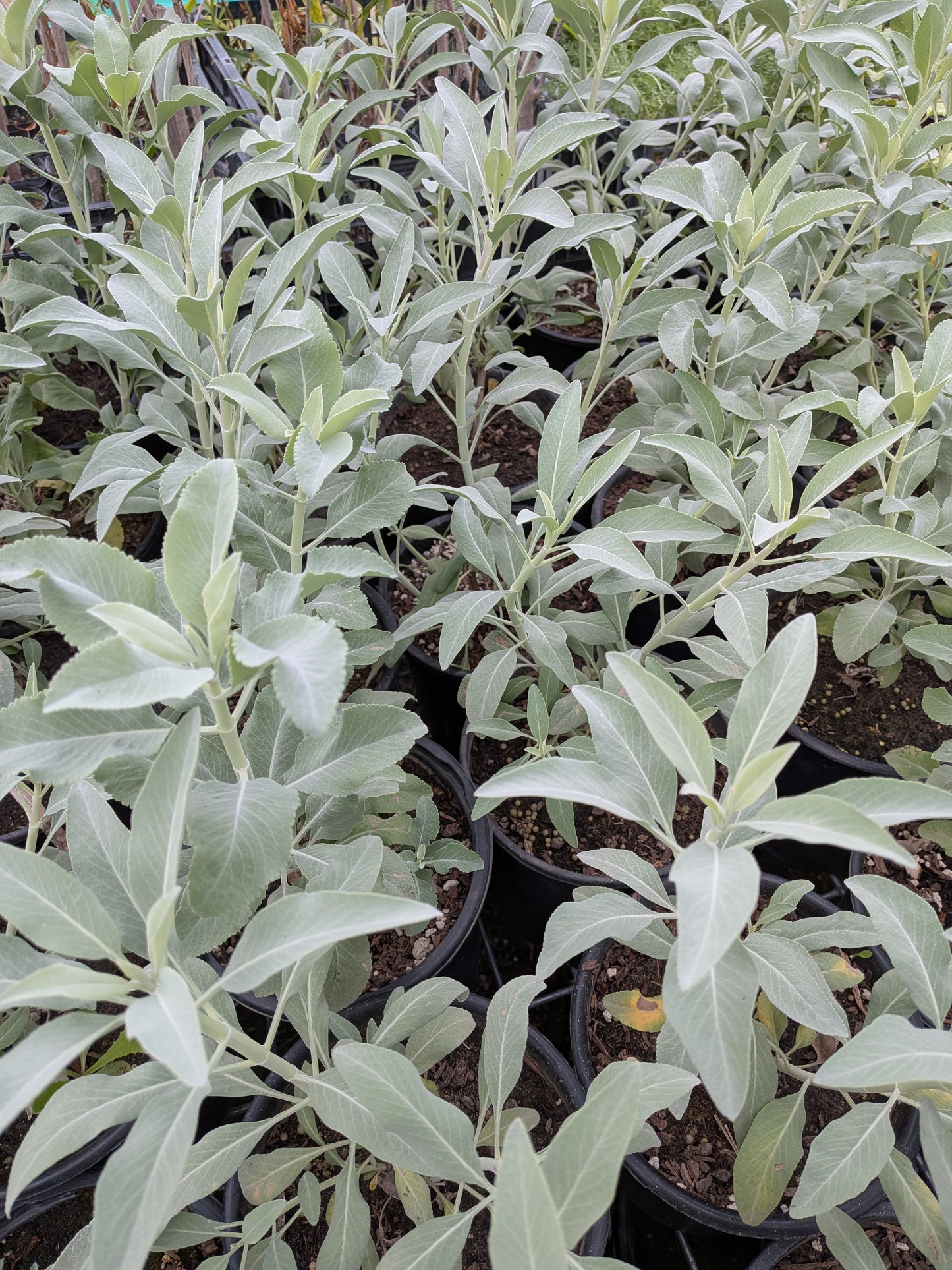 Salvia apiana - White Sage