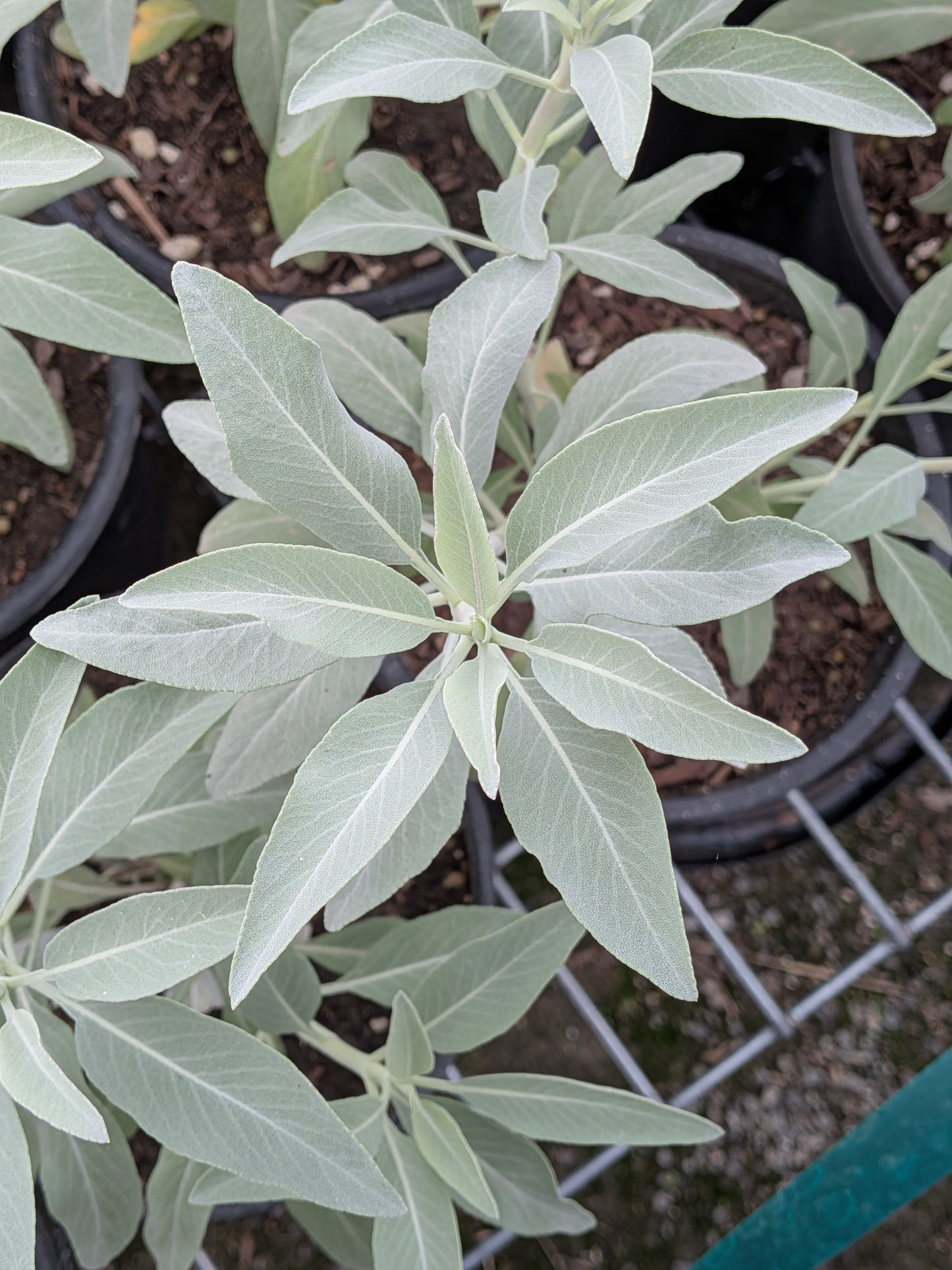Salvia apiana - White Sage