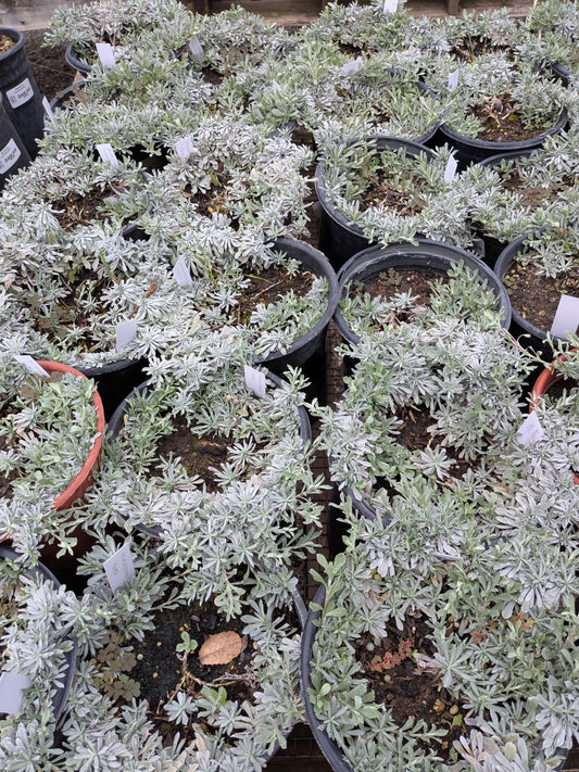 Antennaria rosea - Rosy Pussytoes