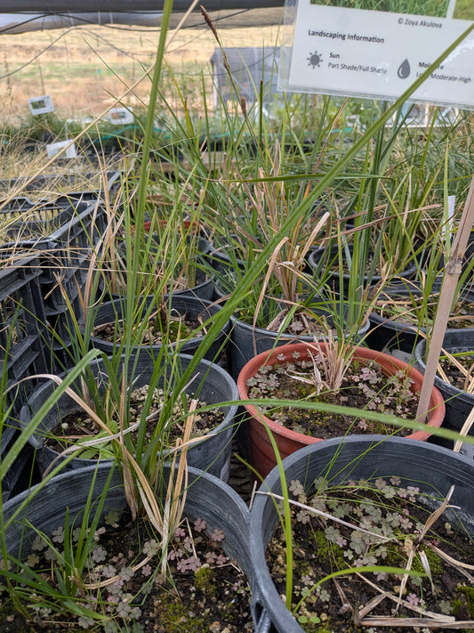 Carex barbarae - Valley Sedge