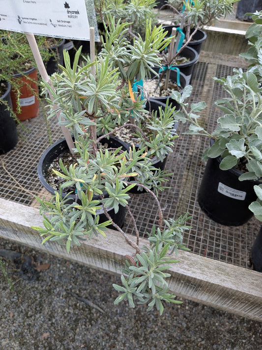 Eriogonum arborescens - Santa Cruz Island Buckwheat