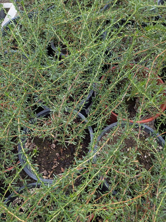 Eriogonum fasciculatum 'Warriner Lytle' - Warriner Lytle Buckwheat