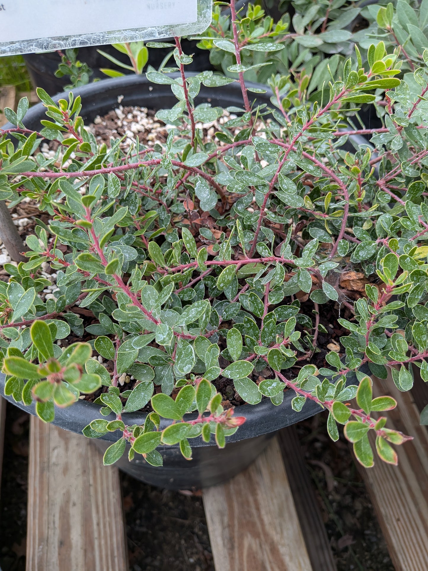 Arctostaphylos 'Emerald Carpet' - Manzanita