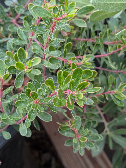 Arctostaphylos 'Emerald Carpet' - Manzanita