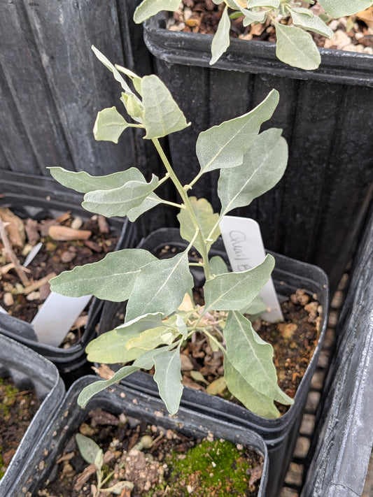 Atriplex lentiformis - Quail Bush