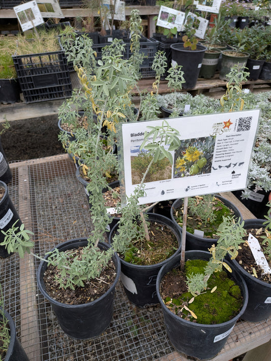Cleomella arborea - Bladderpod