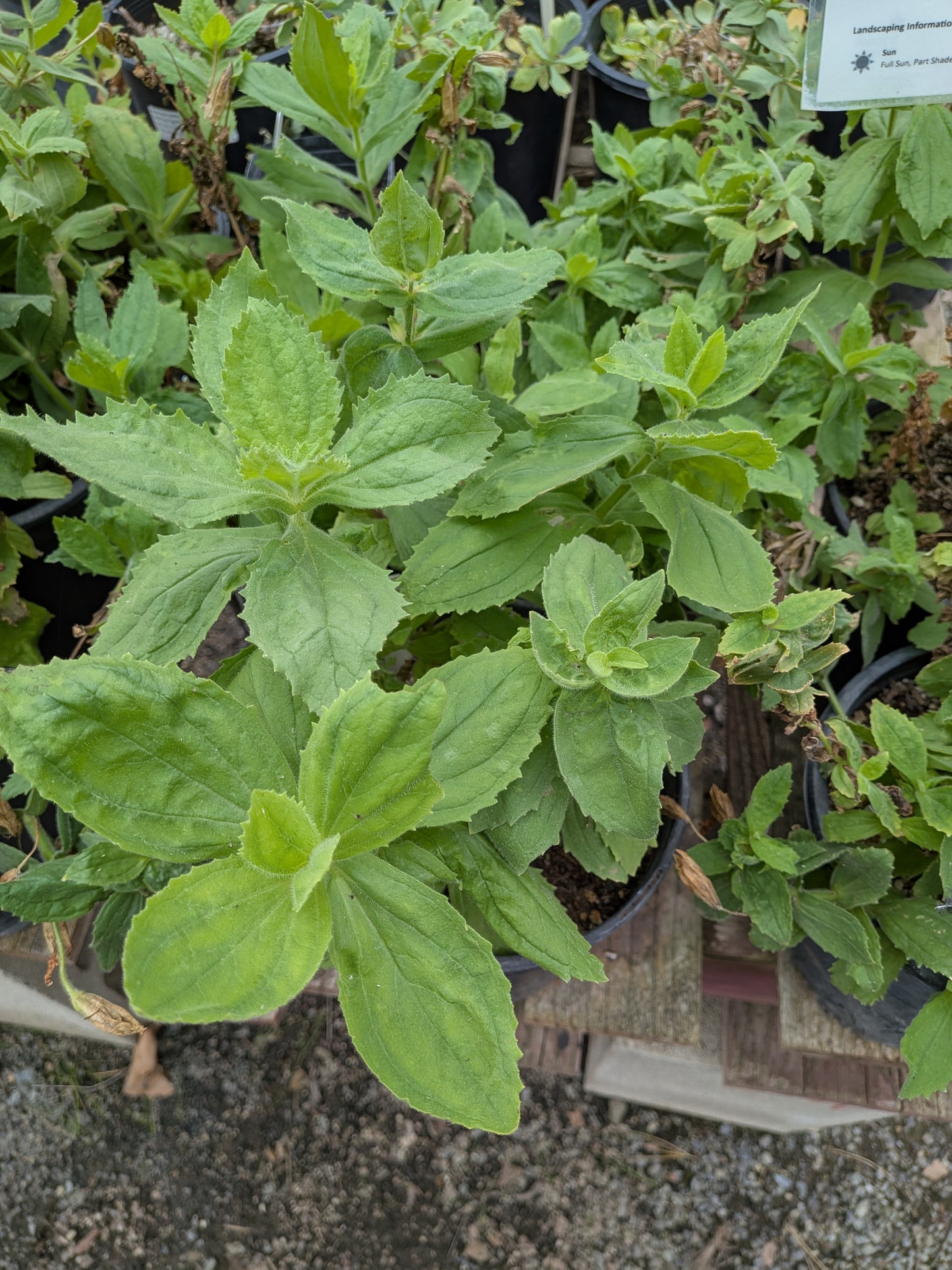 Erythranthe cardinalis - Scarlet monkeyflower
