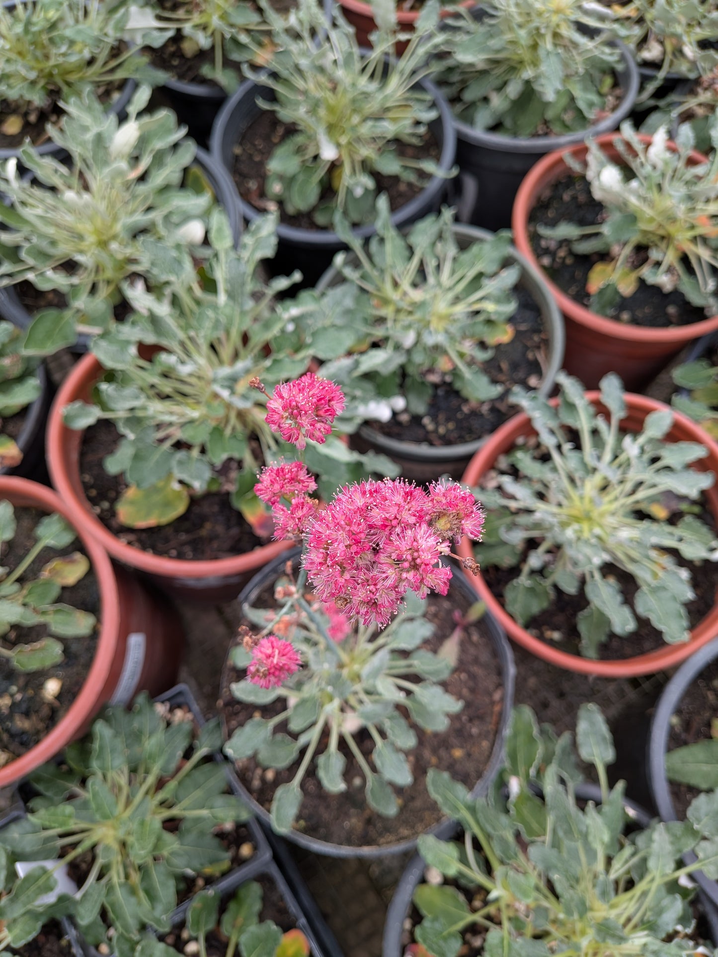 Eriogonum grande var. rubescens - Red Buckwheat