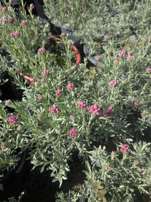 Antennaria rosea - Rosy Pussytoes