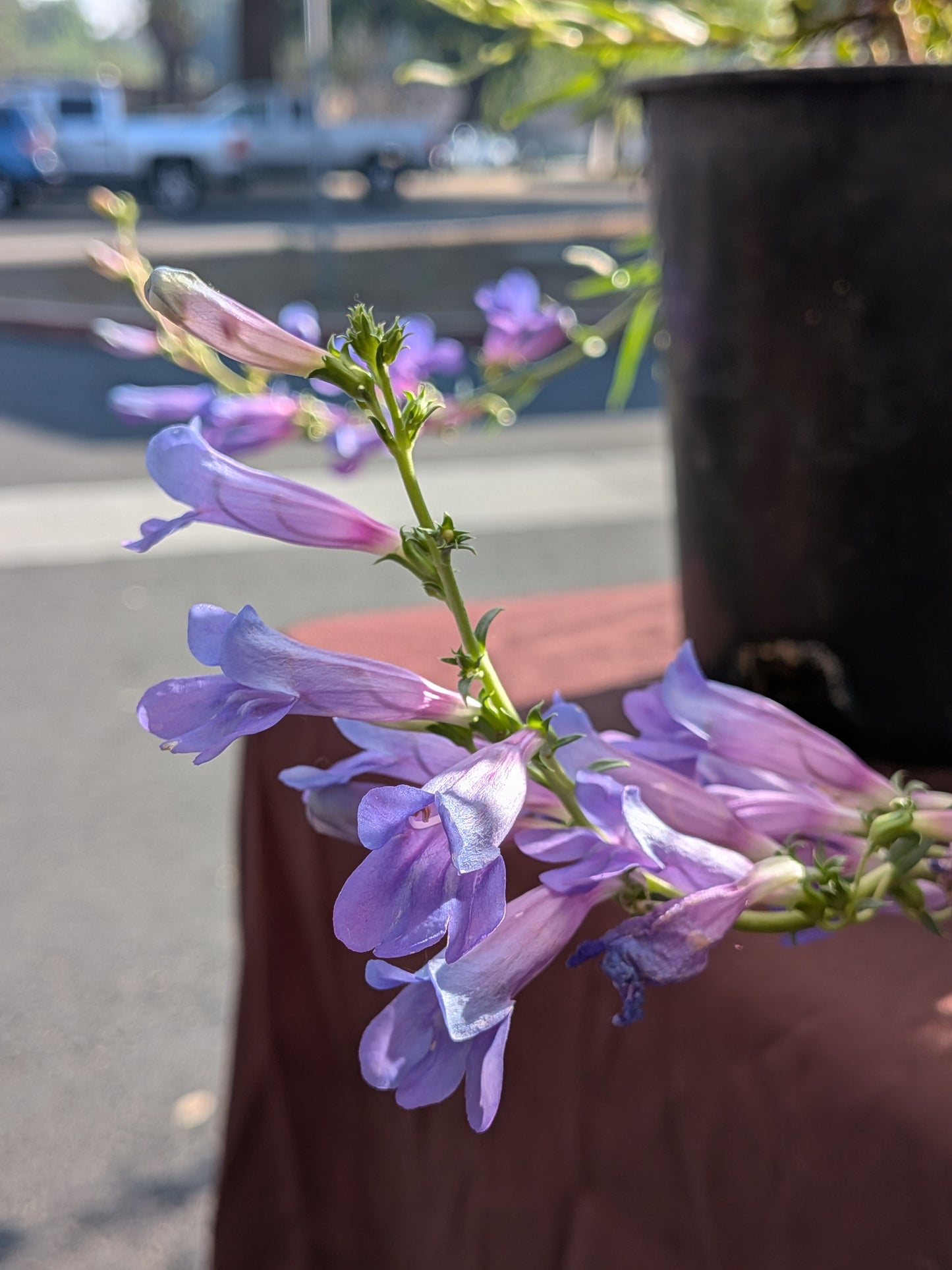 Penstemon heterophyllus 'Blue Springs'