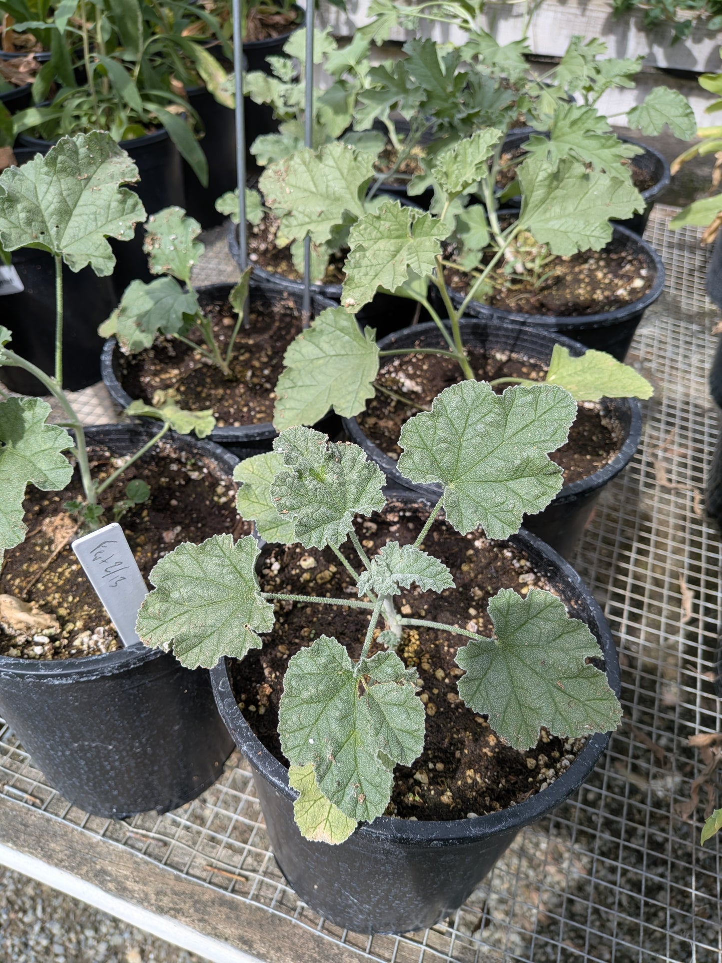 Sphaeralcea grossulariifolia - Gooseberryleaf Globemallow