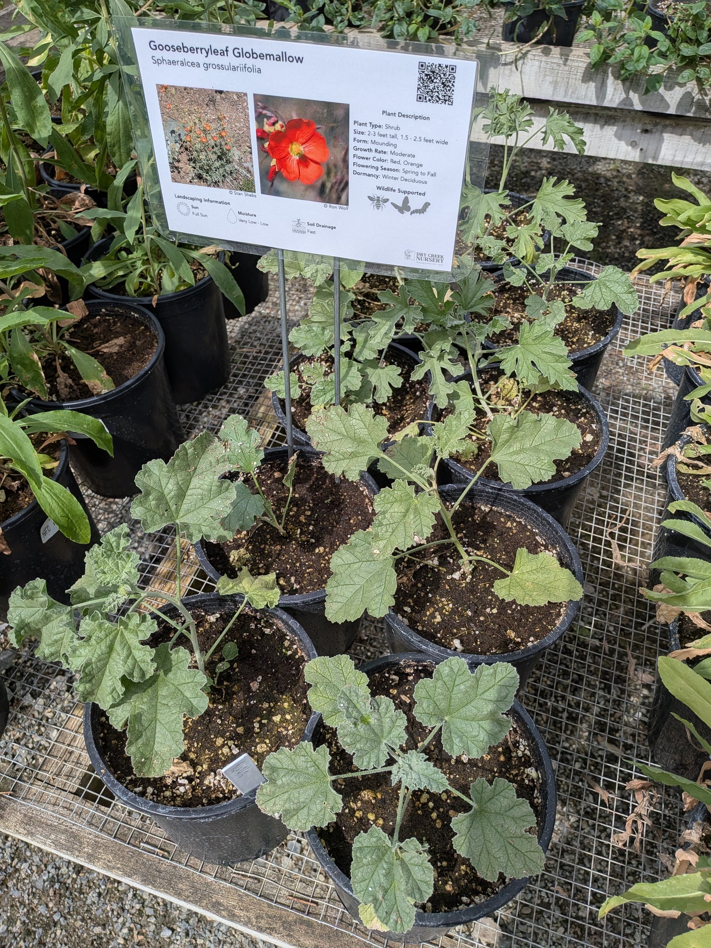 Sphaeralcea grossulariifolia - Gooseberryleaf Globemallow