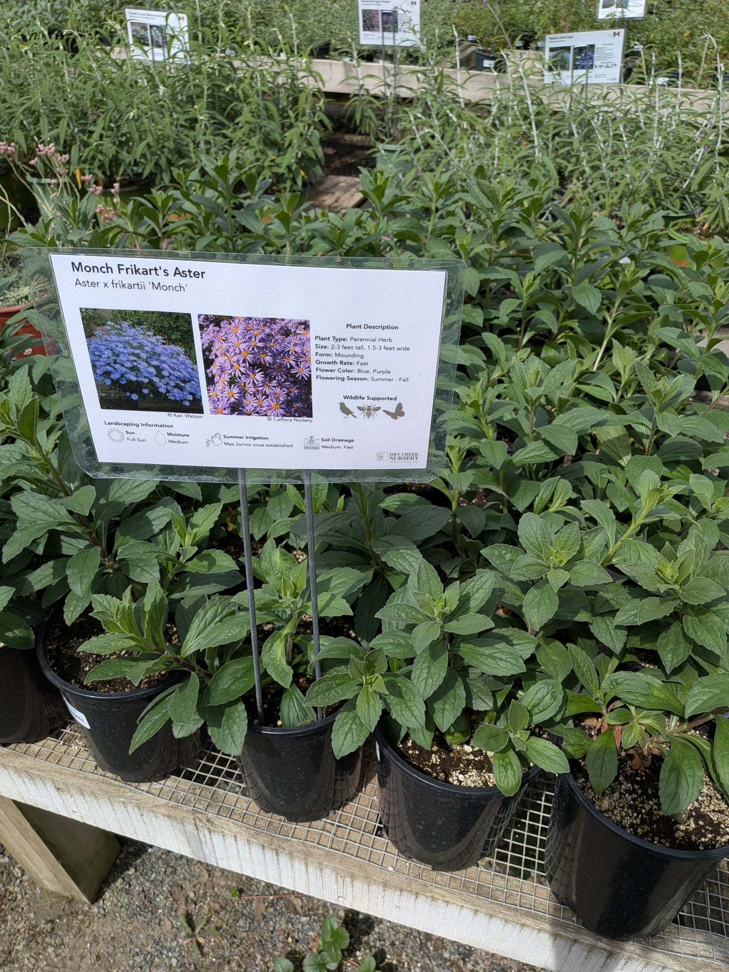 Aster × frikartii 'Monch' - Monch Frikart's Aster