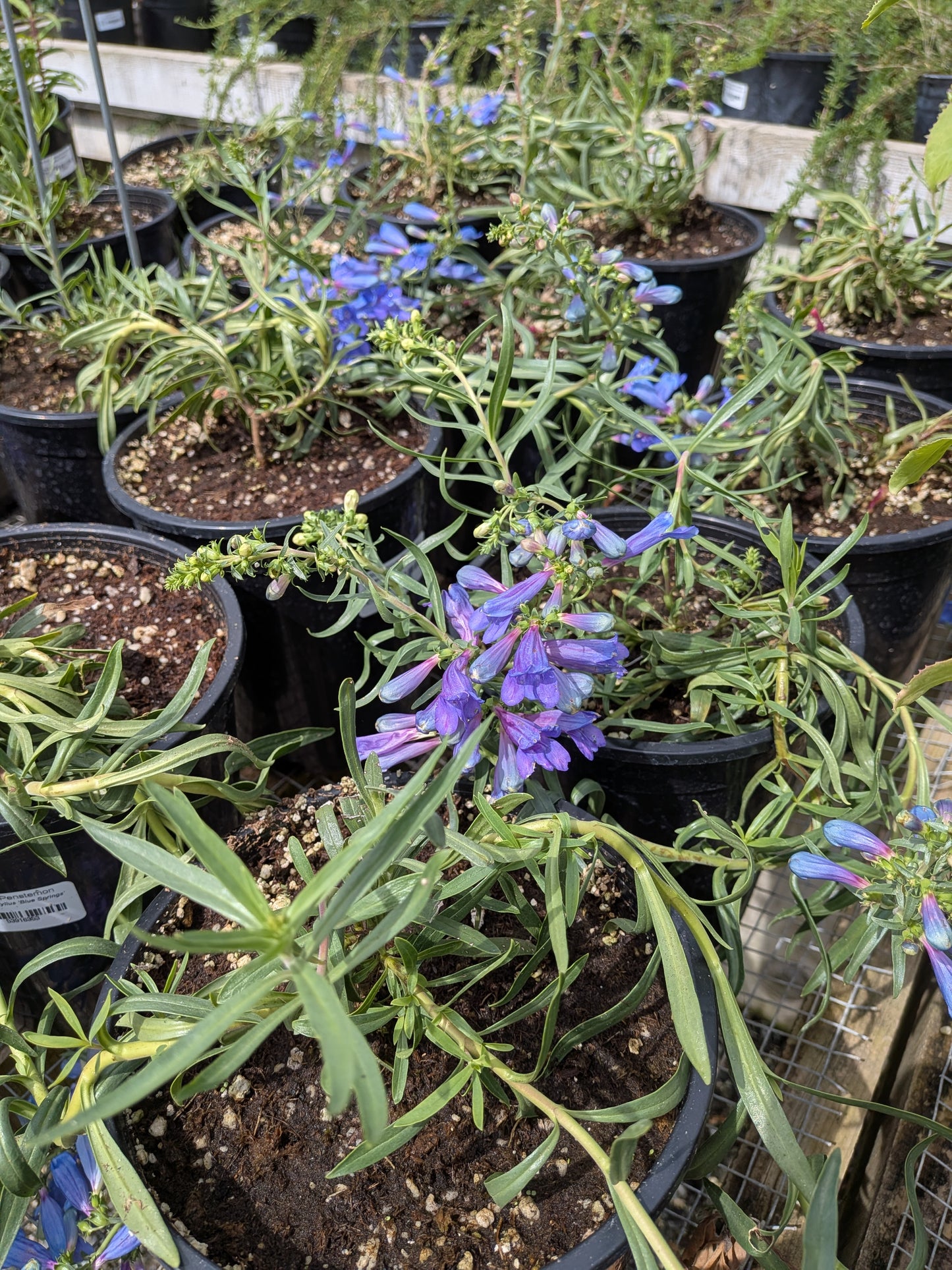 Penstemon heterophyllus 'Blue Springs'