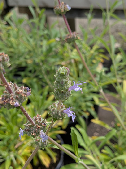 Salvia 'Mrs. Beard' - Mrs. Beard Salvia