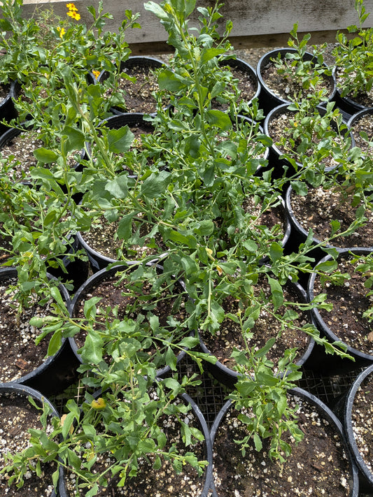 Baccharis pilularis - Coyote Bush