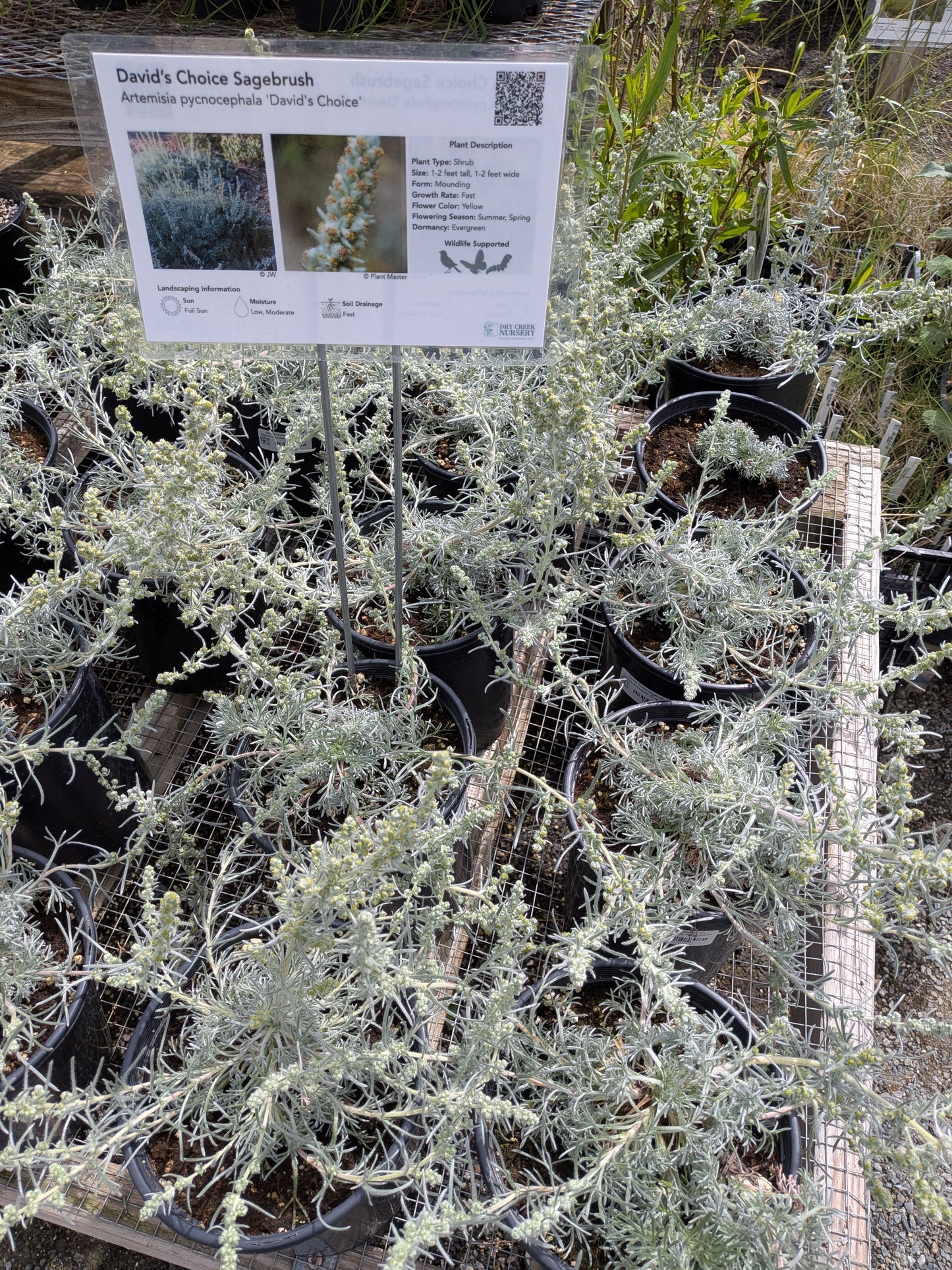 Artemisia pycnocephala 'David's Choice' - David's Choice Sagebrush