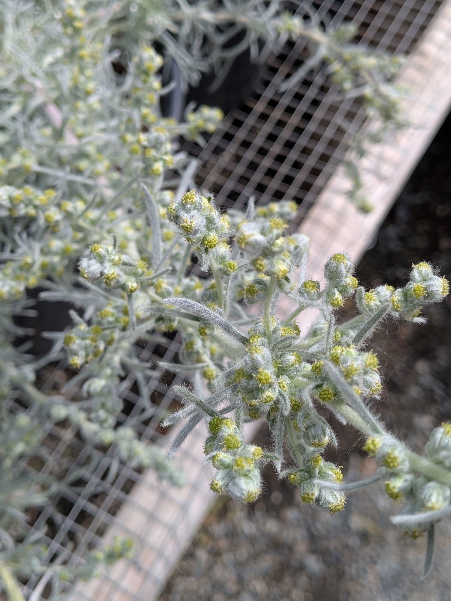 Artemisia pycnocephala 'David's Choice' - David's Choice Sagebrush