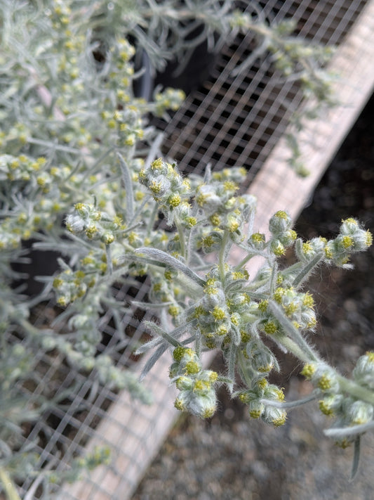 Artemisia pycnocephala 'David's Choice' - David's Choice Sagebrush