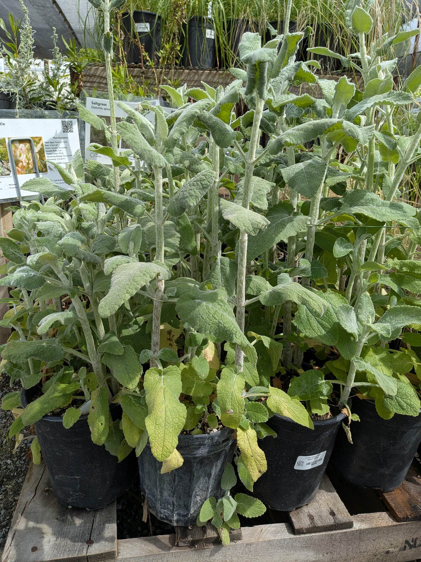 Stachys albens - White Hedgenettle