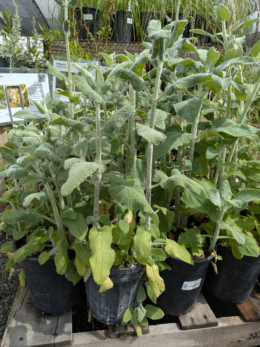 Stachys albens - White Hedgenettle