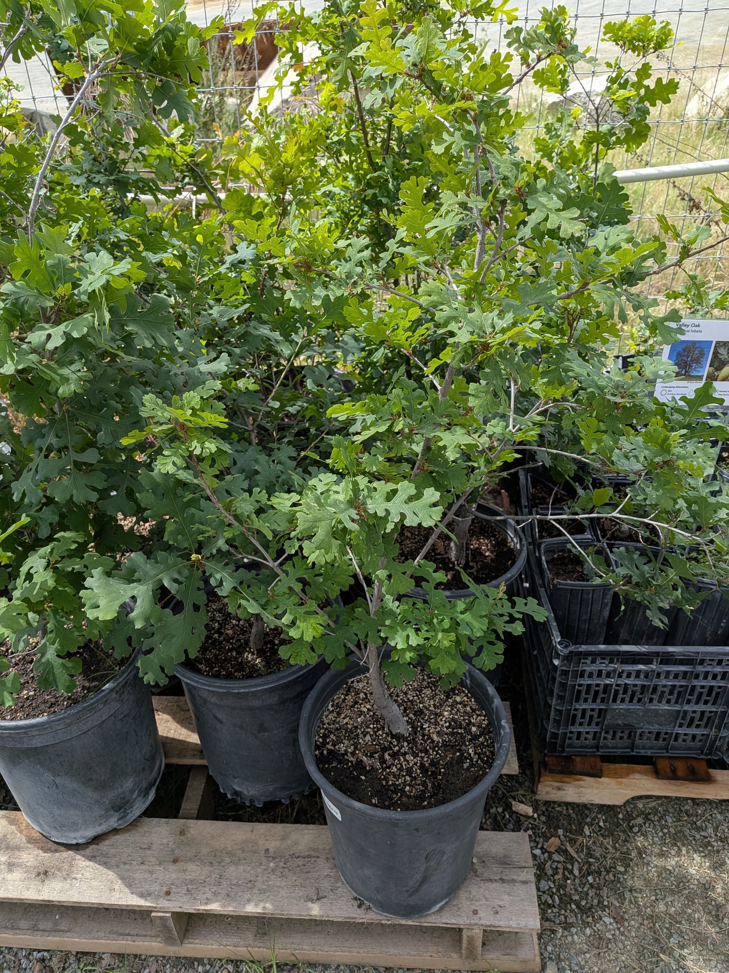 Quercus lobata - Valley Oak