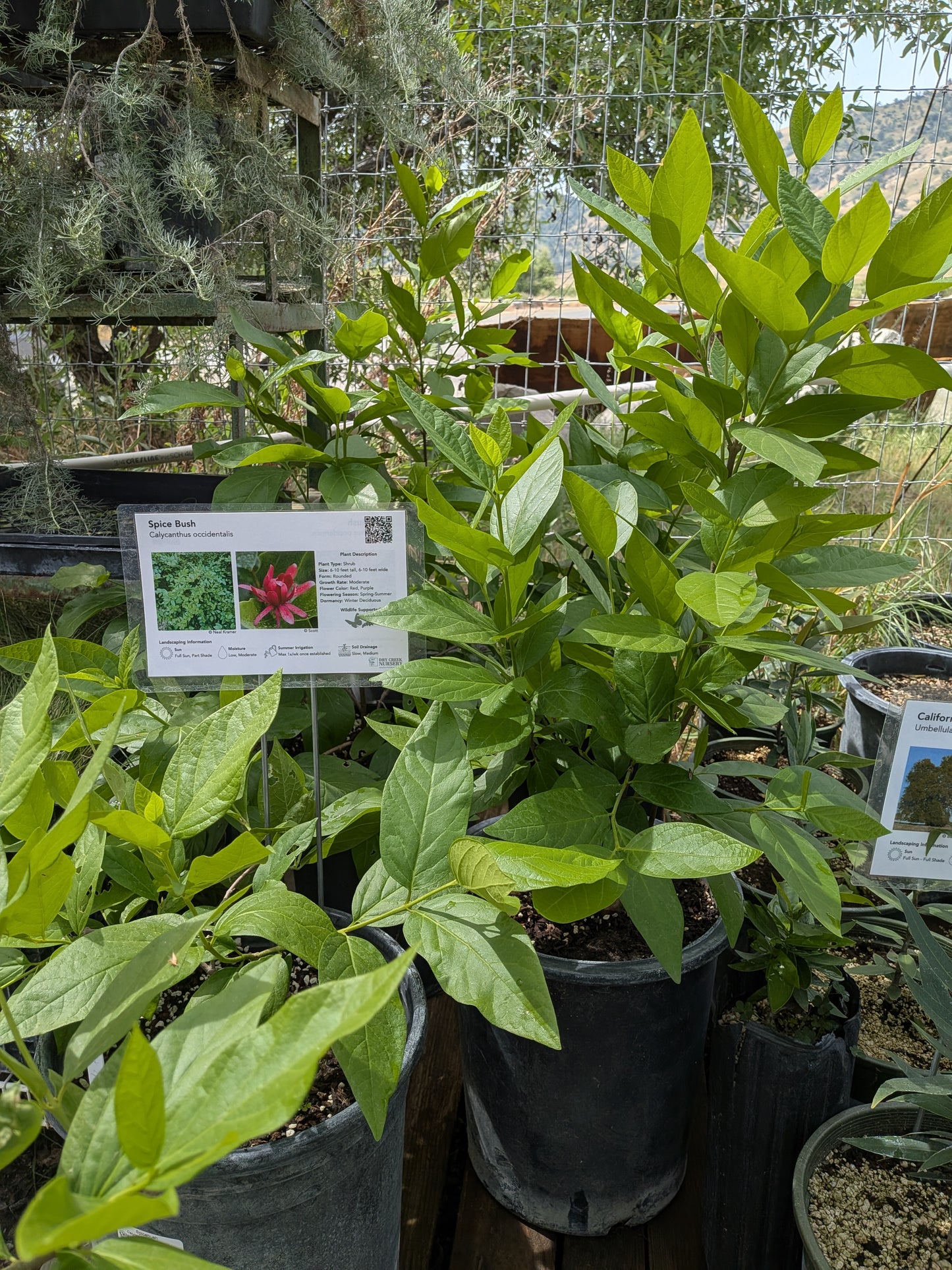 Calycanthus occidentalis - Spicebush