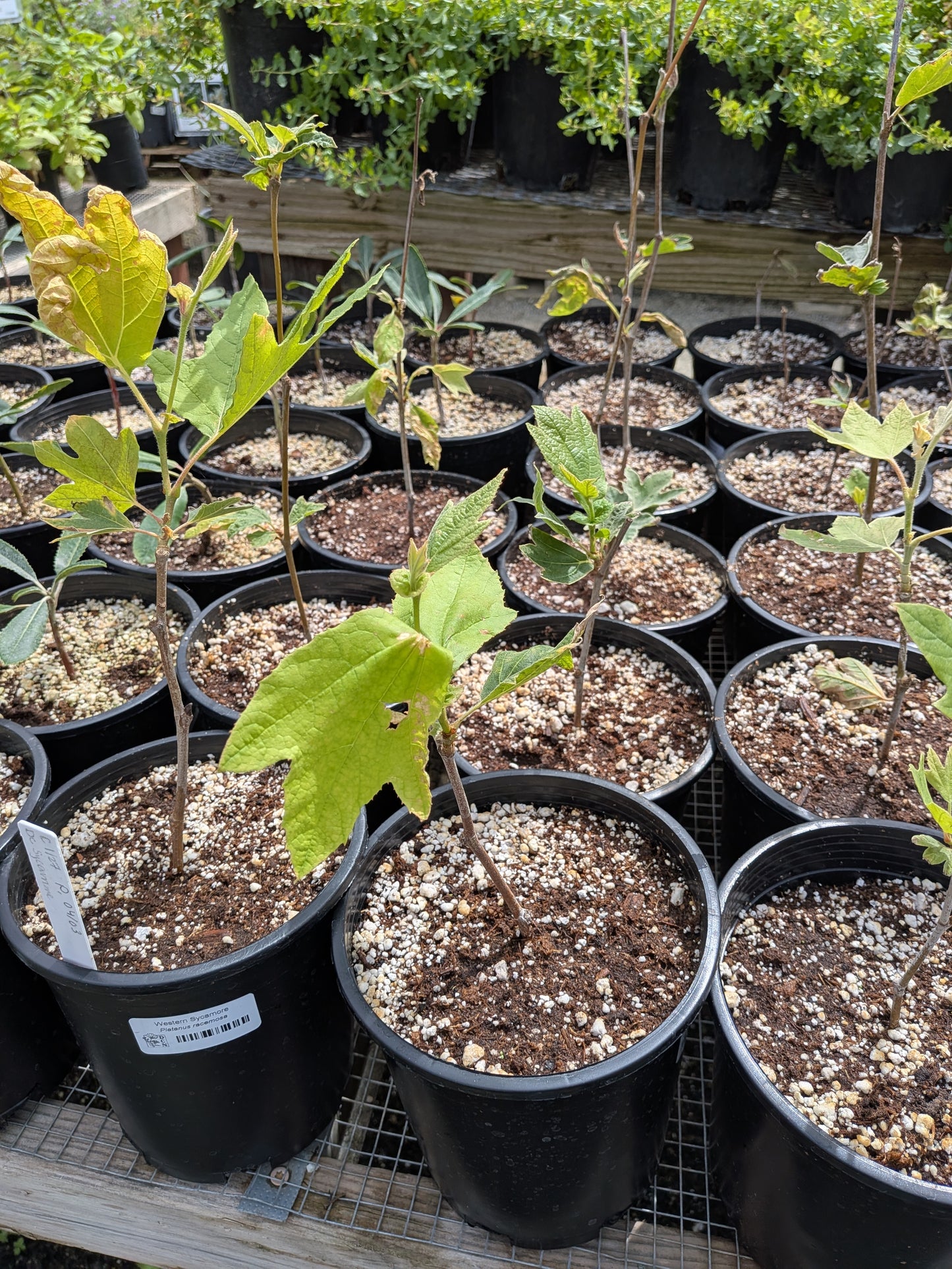 Platanus racemosa - Western Sycamore