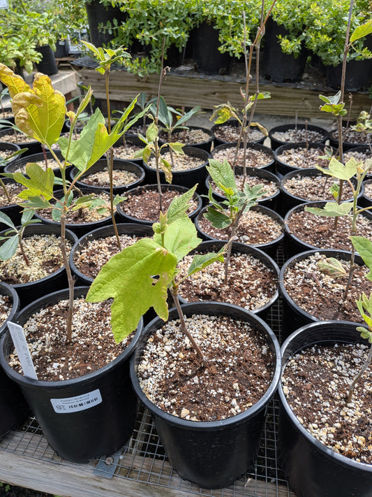 Platanus racemosa - Western Sycamore