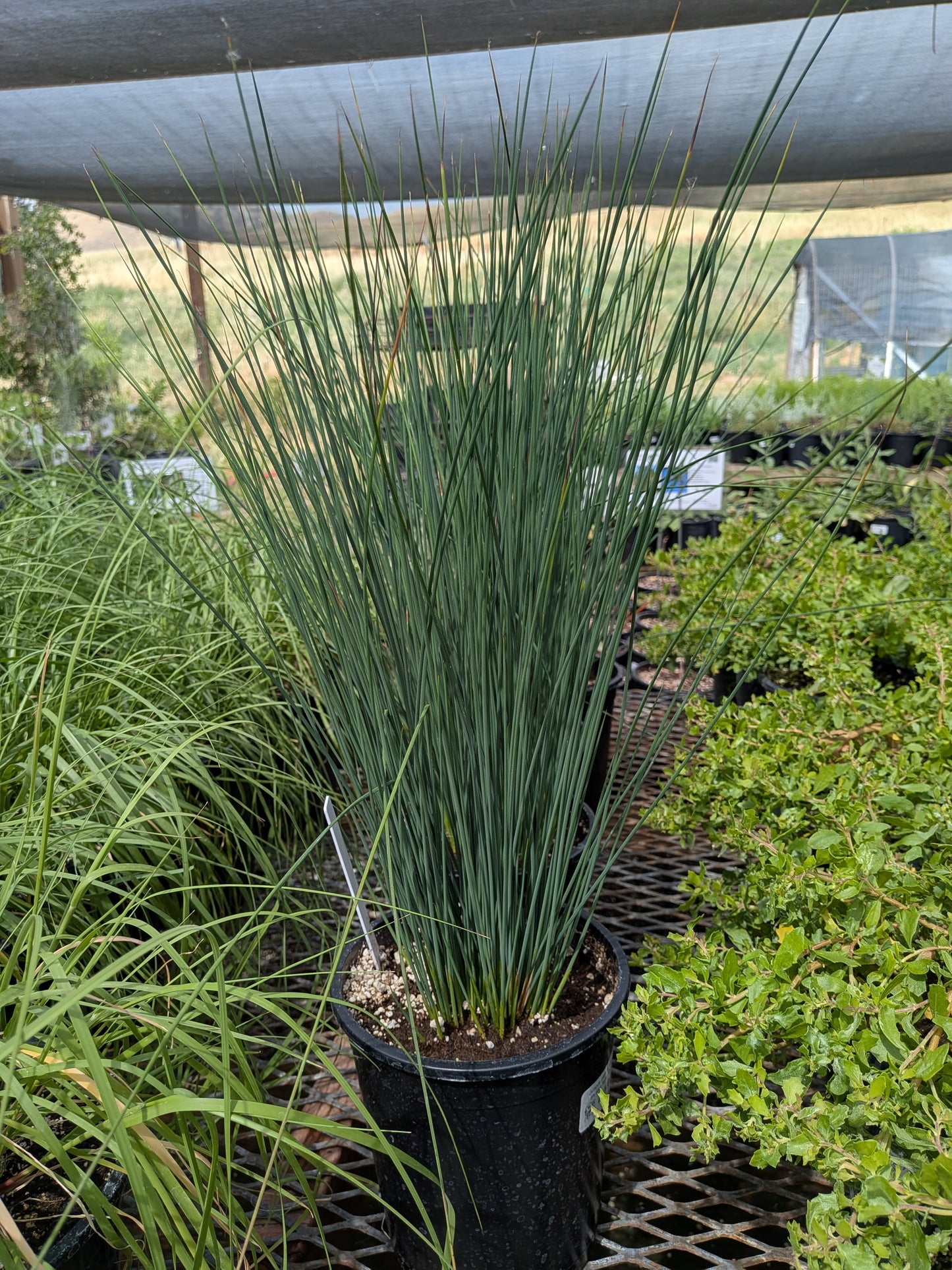 Juncus patens 'Elk Blue' - Elk Blue Spreading Rush