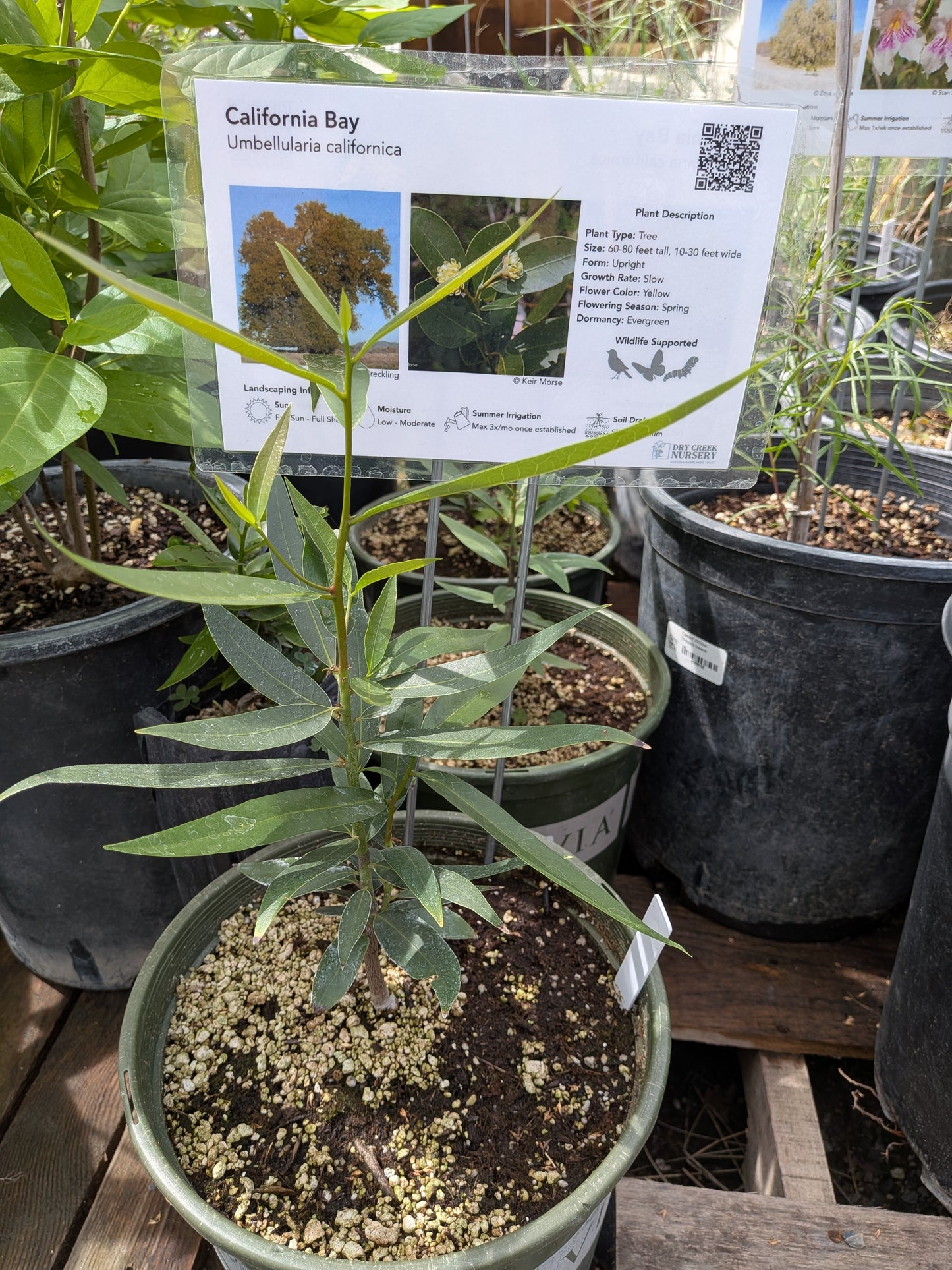 Umbellularia californica - CA Bay