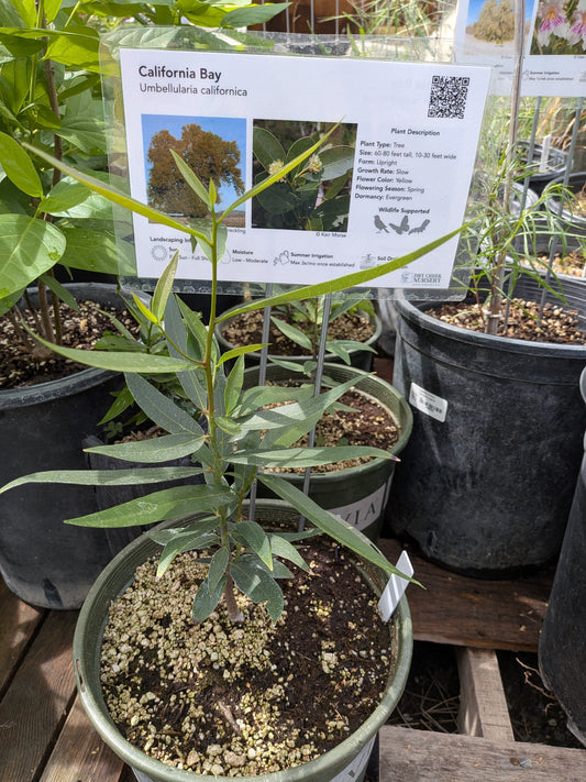 Umbellularia californica - CA Bay