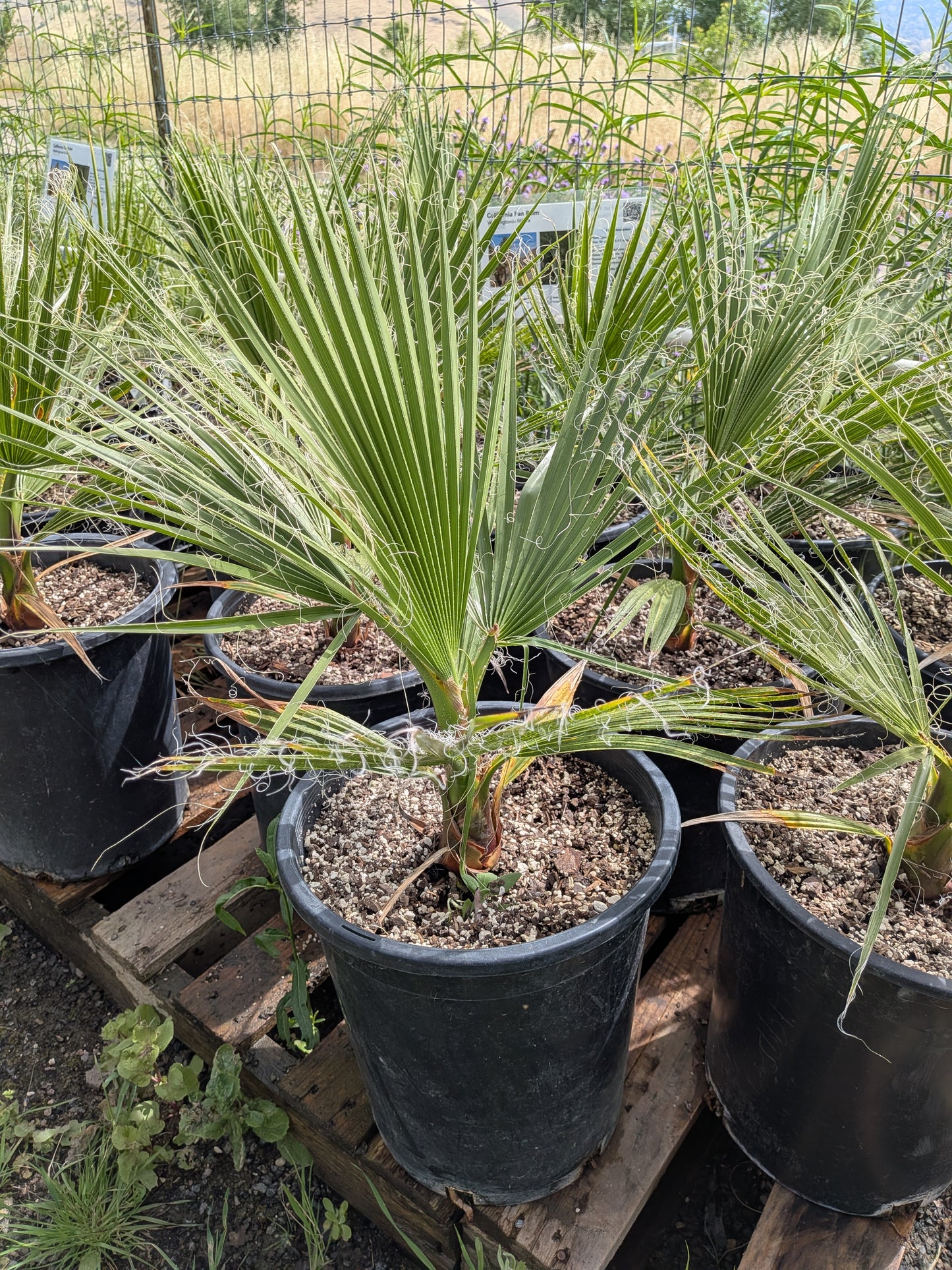 Washingtonia filifera - California Fan Palm