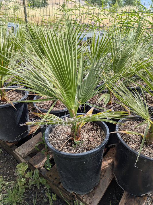Washingtonia filifera - California Fan Palm