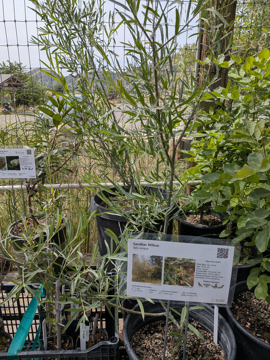 Salix exigua - Sandbar Willow